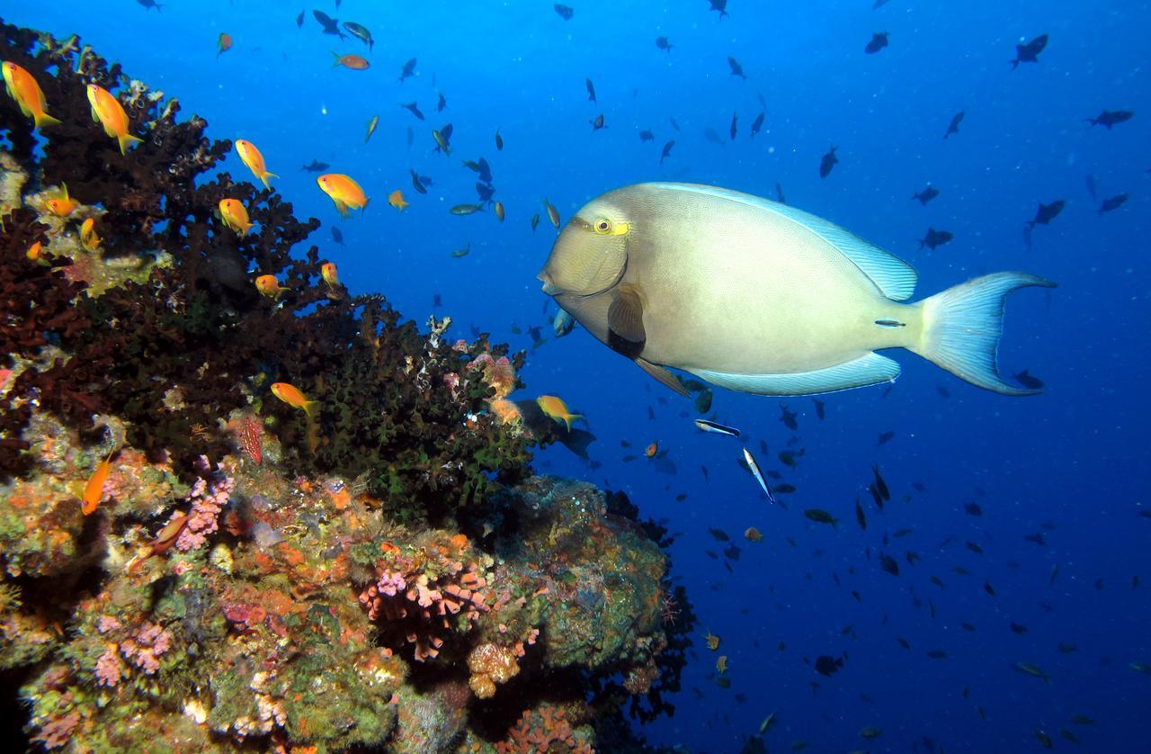 Kandima Maldives Kudahuvadhoo Ngoại thất bức ảnh Acanthurus chirurgus